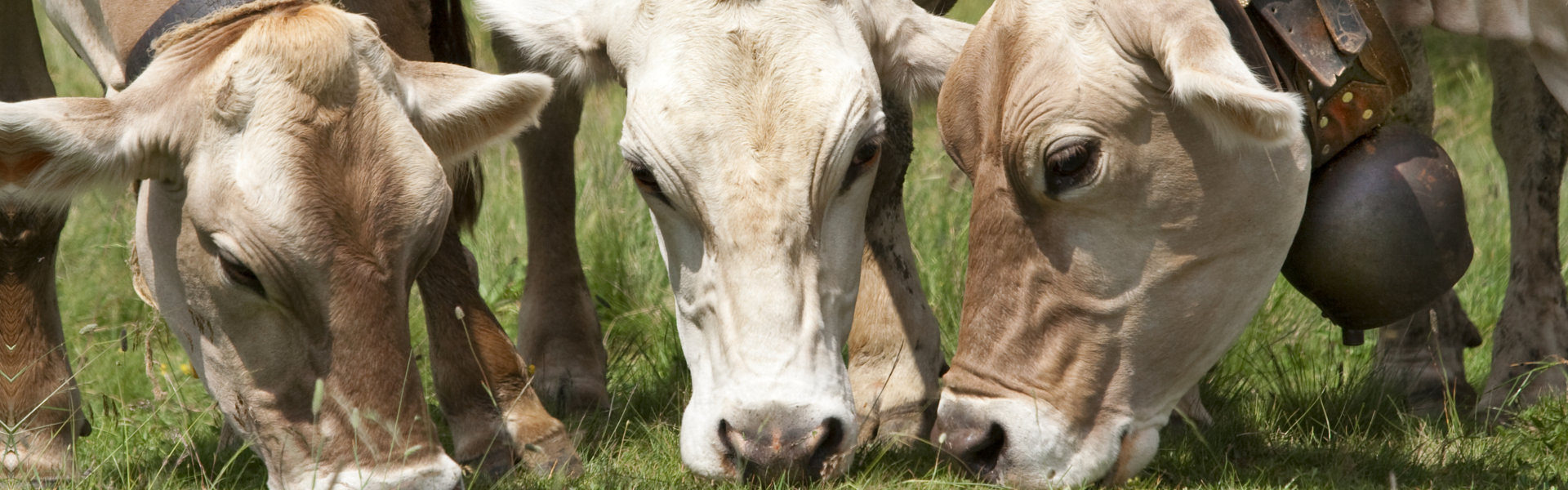 Cows Eating