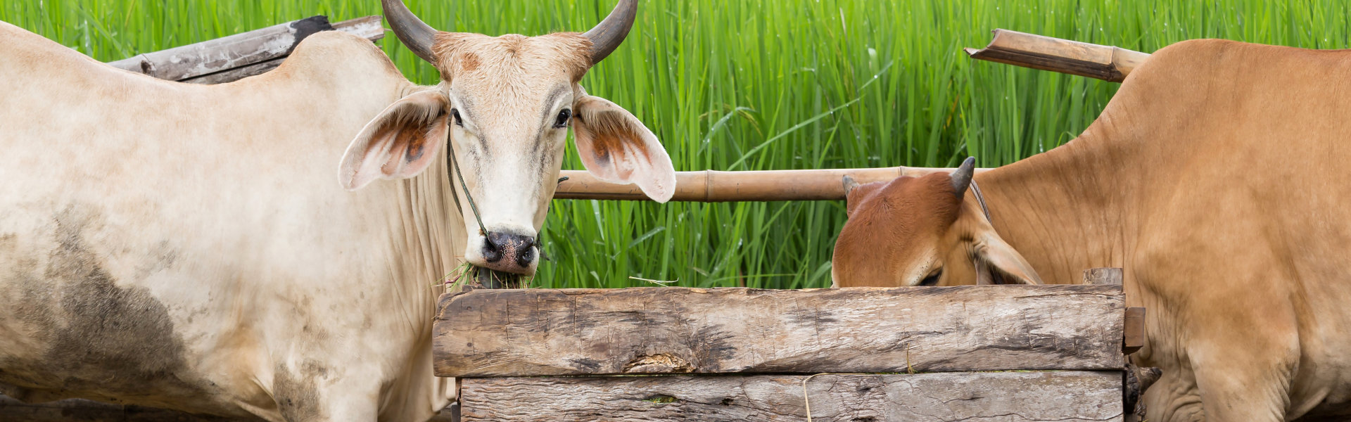 Cows on the yard