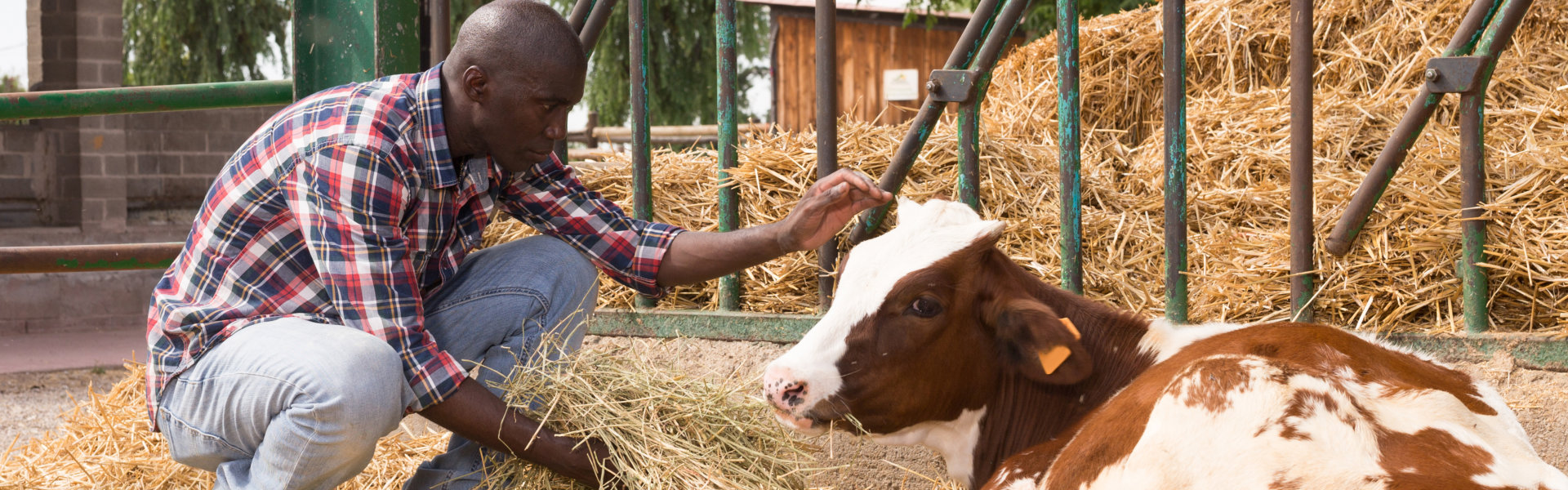 Man feeding the cow gently